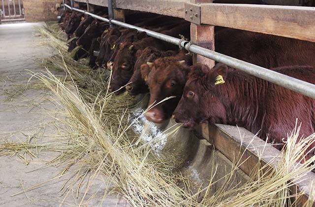 粗飼料多給が岩泉町の肥育生産の特徴。翌年６月頃から徐々に配合飼料へ切り替える