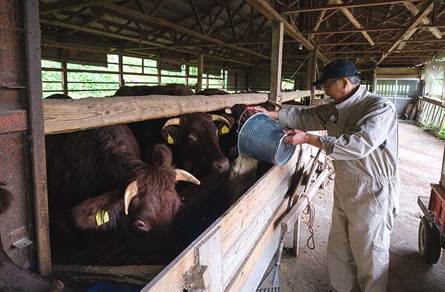 牛舎では、牛の体型や餌の食いつきによってグループ分けをし、育てている