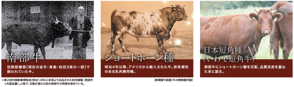 日本短角種の誕生